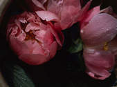 tkf003_262082