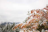 tkf003_390674