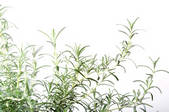 tkf003_455035