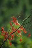 tkf003_459025