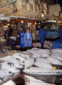 tkf003_530504