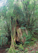 tkf003_539899