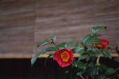 tkf003_546470