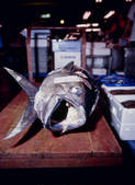 tkf003_552673