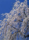 tkf003_554792