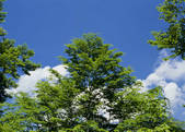 tkf003_555234