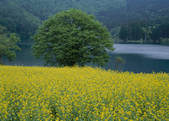 tkf003_556940