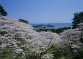 tkf003_556978