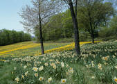 tkf003_556983