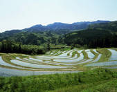 tkf003_557011