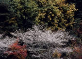 tkf003_557042