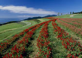 tkf003_557147