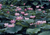 tkf003_557188