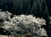 tkf003_557239