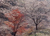 tkf003_557283