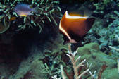 tkf003_663471