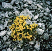 tkf003_812025