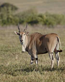 tkm001_519198