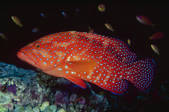 tkm001_545585