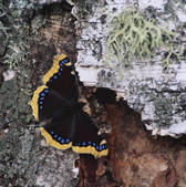 tkm001_594501