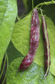tkm001_810285