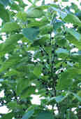 tkm001_811476