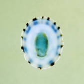 tkm001_955024