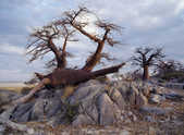 tkm003_185972