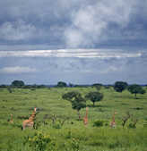 tkm003_192025
