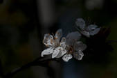 tkf002_111099