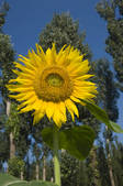 tkf005_2348689