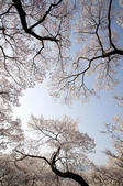 tkf005_301245